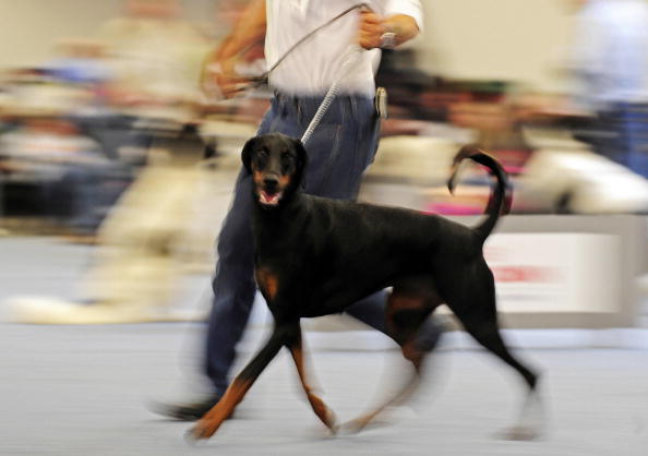 I cani possono “sentire” i tumori dei padroni