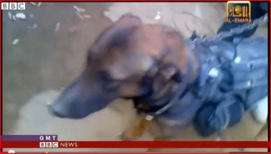 Una guerra da cani (in ostaggio)