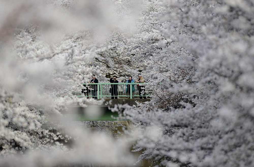 La fioritura dei ciliegi a Tokyo La fioritura dei ciliegi a Tokyo