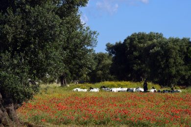 Welcome to Italy’s “alberghi diffusi”