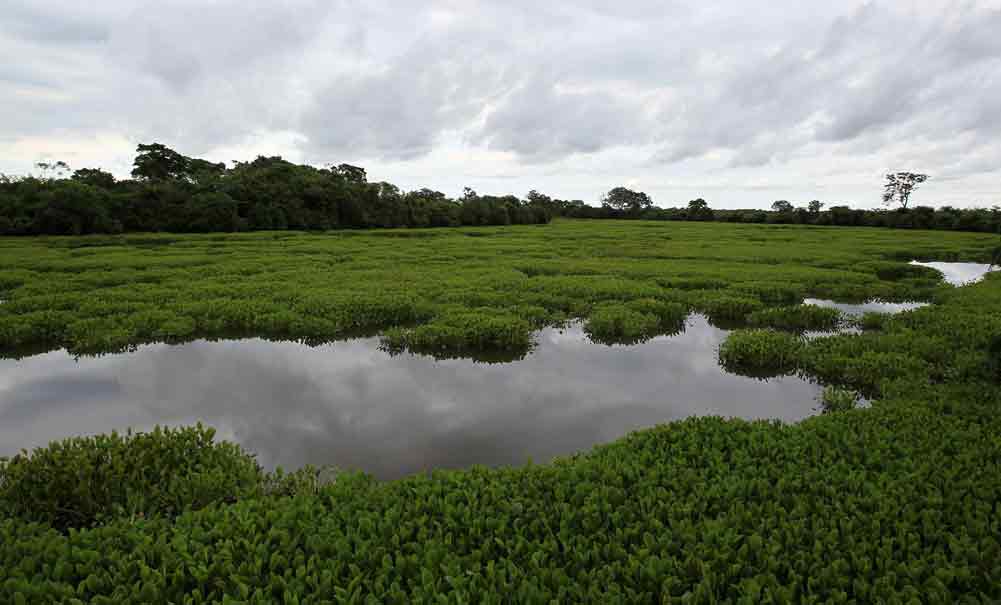 Expo2015: a Milano uno stand sullo Stato del Mato Grosso Expo2015: a Milano uno stand sullo Stato del Mato Grosso