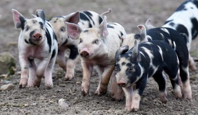 Maialini nel Parco degli animali di Warder