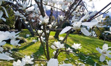 Gianfranco Giustina: il miglior giardiniere del mondo è italiano