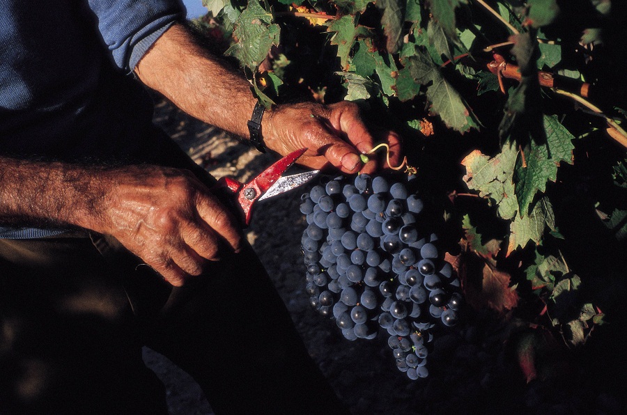 Stats and trends of Italian Wine industry Stats and trends of Italian Wine industry