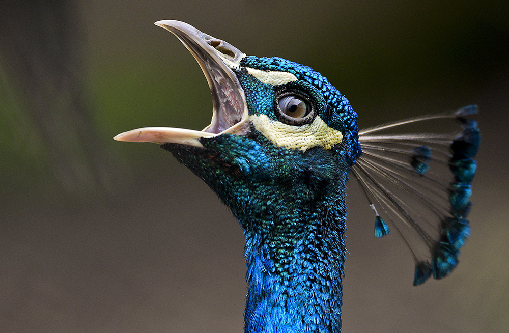 ANIMALI, le foto più belle della settimana – 13/19 marzo