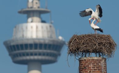 Le foto più belle della settimana – 7/13 marzo