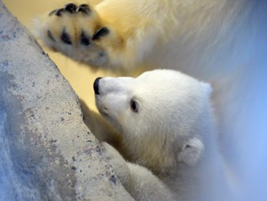 ANIMALI, le foto più belle della settimana – 6/12 marzo
