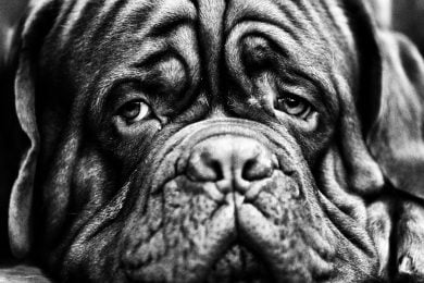 Cani in gara di bellezza a Birmingham