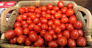 The first “Tomato gathering” in Italy
