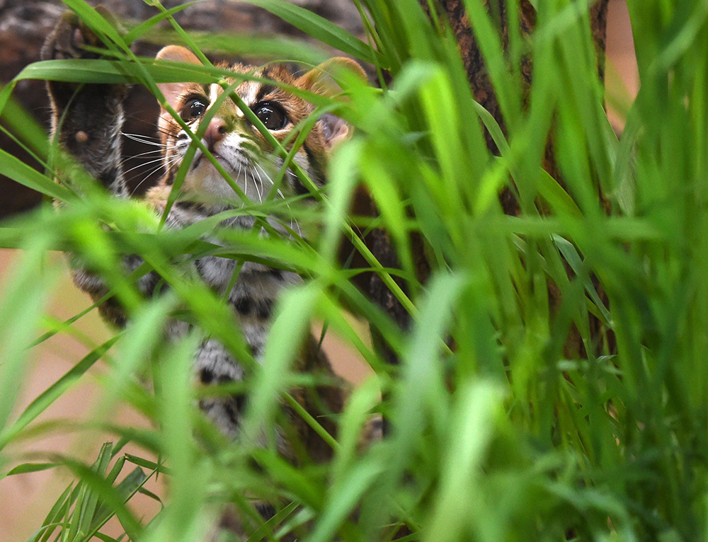 ANIMALI, le foto più belle della settimana – 24/30 aprile