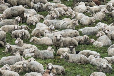 ANIMALI, le foto più belle della settimana – 17/23 aprile