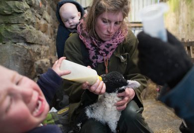 Vita quotidiana nella fattoria Ravenseat