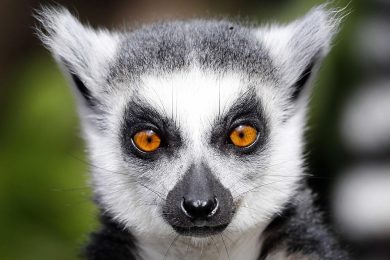 ANIMALI, le foto più belle della settimana – 10/16 aprile