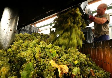 Top quality wine wins against the crisis