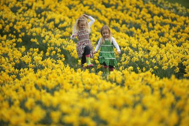 Passeggiate tra i narcisi in fiore a Whitegate