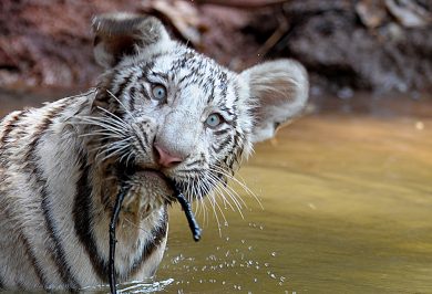 ANIMALI, le foto più belle della settimana – 27 marzo/2 aprile