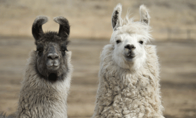 I 5 concorsi di bellezza più assurdi del mondo