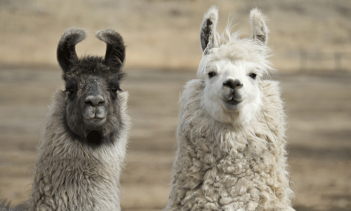 I 5 concorsi di bellezza più assurdi del mondo