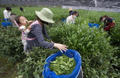 La preparazione del matcha, il tè verde giapponese