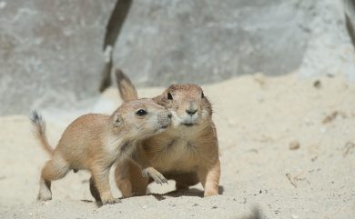 ANIMALI, le foto più belle della settimana – 22/28 maggio
