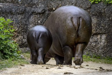 ANIMALI, le foto più belle della settimana – 15/21 maggio