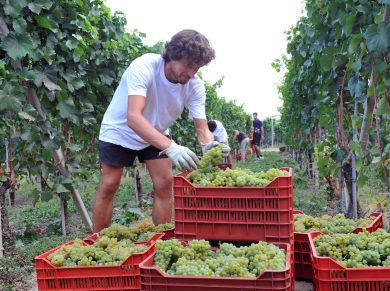 Apprendistato di Poletti: tre cose da sapere