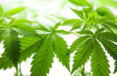 Arriva “Legal”, il caffè alla marijuana