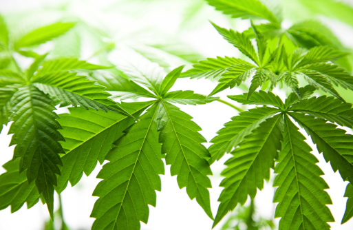 Arriva “Legal”, il caffè alla marijuana Arriva “Legal”, il caffè alla marijuana