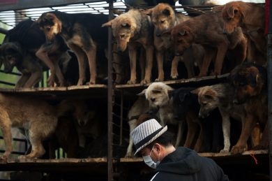 Cina, è polemica per il Festival della Carne di Cane