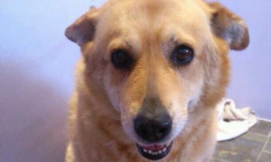 Bari: Linda è la mascotte ufficiale