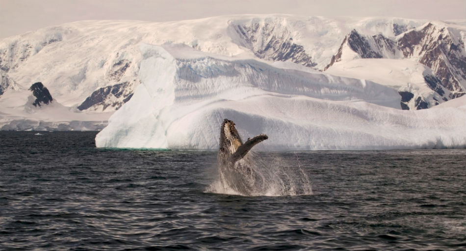 BBC Earth Concerts: il magico incontro tra natura e musica