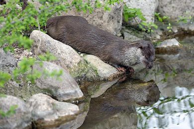 The lush nature of Molise, in Italy