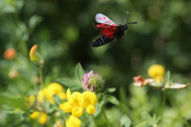 Insetti e fiori dei parchi di Londra – Foto
