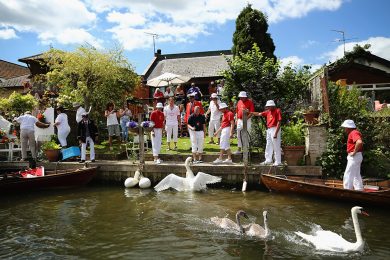 Il censimento dei cigni del Tamigi