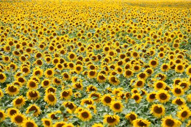 Le foto più belle della settimana – 4/10 luglio