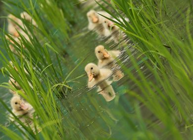 Paperelle al lavoro in risaia in Giappone