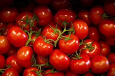 Black Tomato from the Italian laboratories of Sant’Anna, Pisa