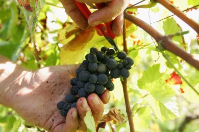 The rocky touch of Italian Prisonnier wine