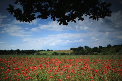 Fioriscono i papaveri del ricordo nel Worcestershire