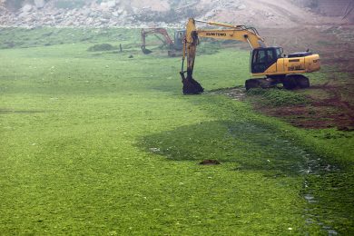 Le coste della Cina invase dalle alghe