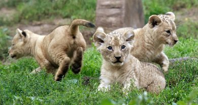 I leoncini berberi dello zoo di Hannover