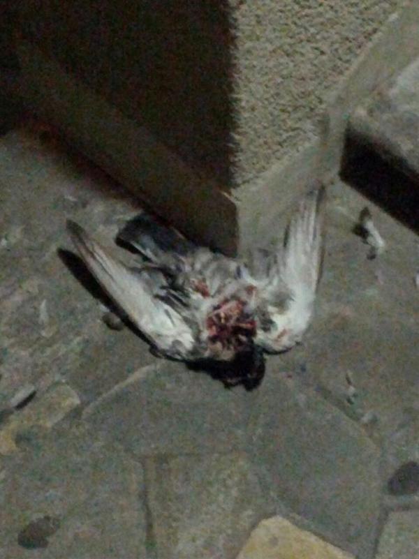 A San Siro la finale Champions 2016. Oggi si presenta così… A San Siro la finale Champions 2016. Oggi si presenta così…