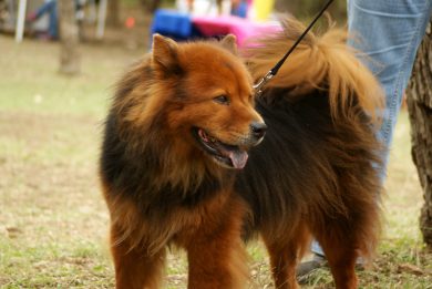 Le 3 app più utili per chi ha un cane