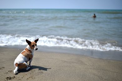 Cani in spiaggia alla Baubeach di Maccarese