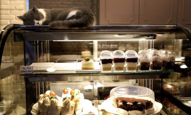 Al Cat Cafè di Bangkok