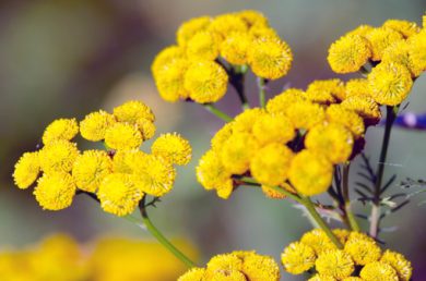 Artemisia e tumori, le 10 cose da sapere