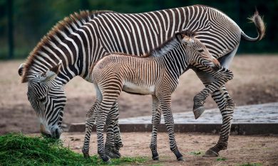 ANIMALI, le foto più belle della settimana – 18/24 settembre
