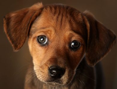 BePuppy, the Italian app for pets