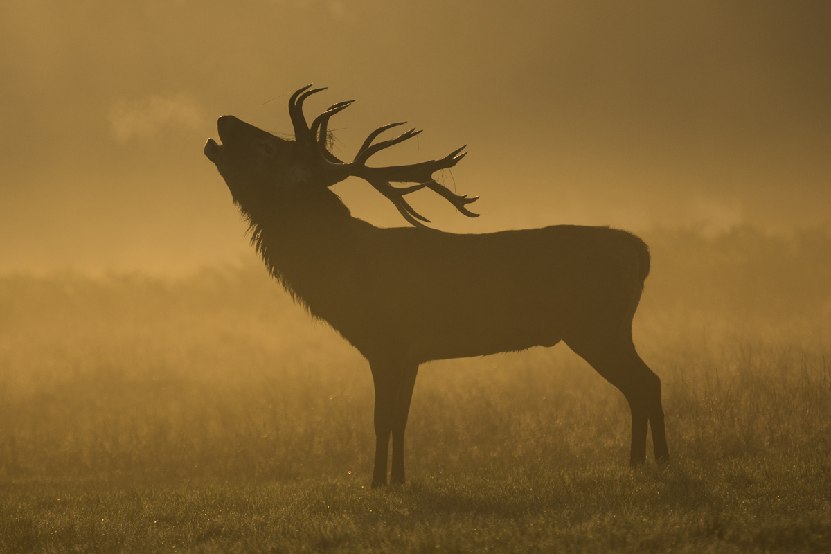 Il primo giorno d’autunno nel Richmond Park