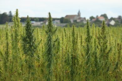 È la Sicilia l’Eldorado della produzione di cannabis